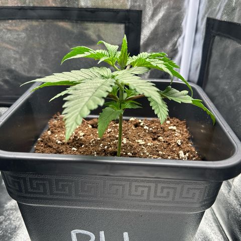 Polly  growlog timeline photo