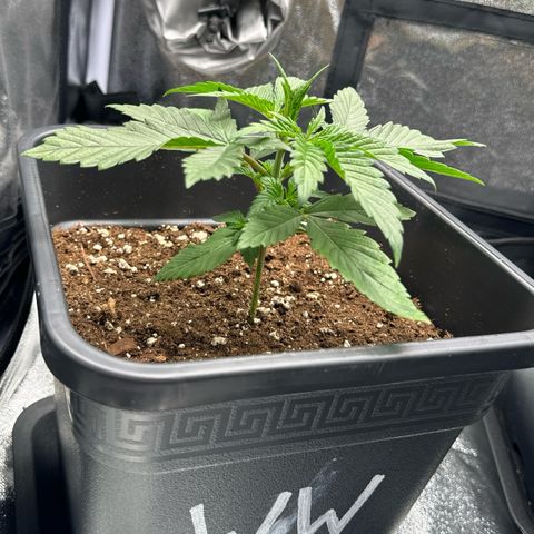 Wednesday growlog timeline photo