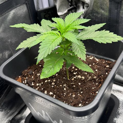 Wednesday growlog timeline photo