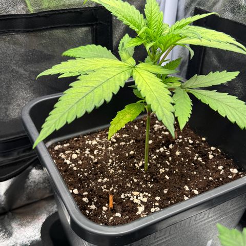 Alice  growlog timeline photo
