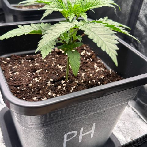 Polly  growlog timeline photo