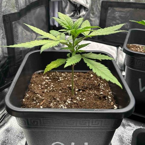 Alice  growlog timeline photo