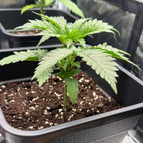 Polly  growlog timeline photo