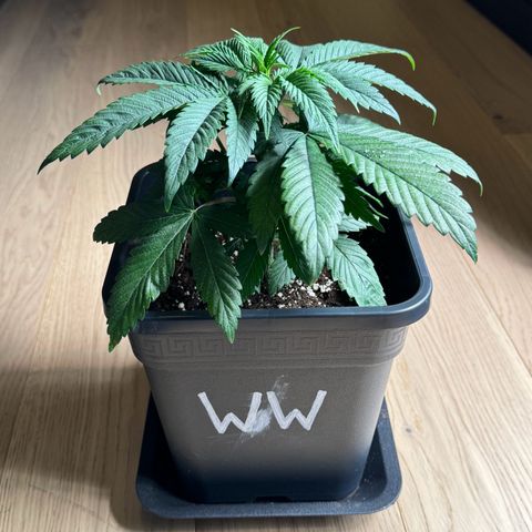 Wednesday growlog timeline photo