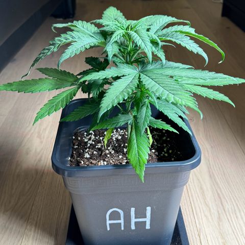 Alice  growlog timeline photo