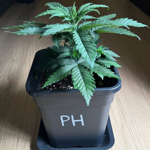 Polly  growlog timeline photo