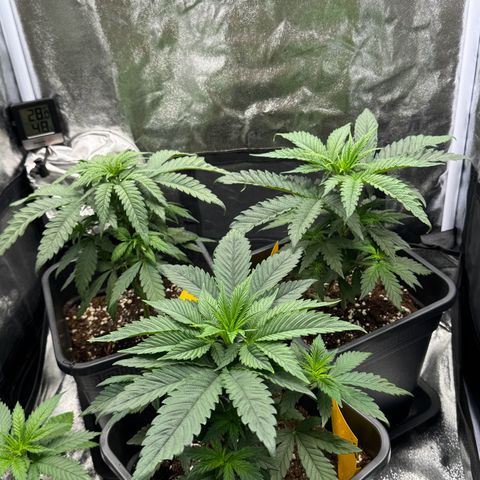 Wednesday growlog timeline photo