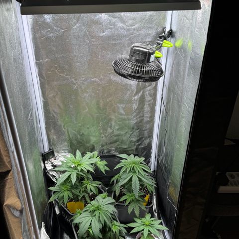 Wednesday growlog timeline photo