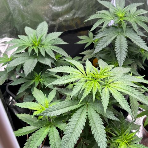 Wednesday growlog timeline photo