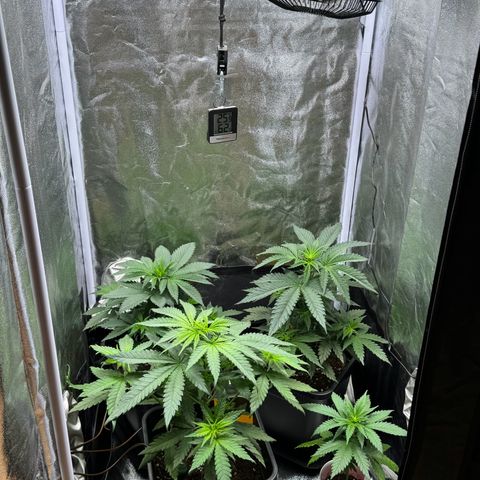 Wednesday growlog timeline photo