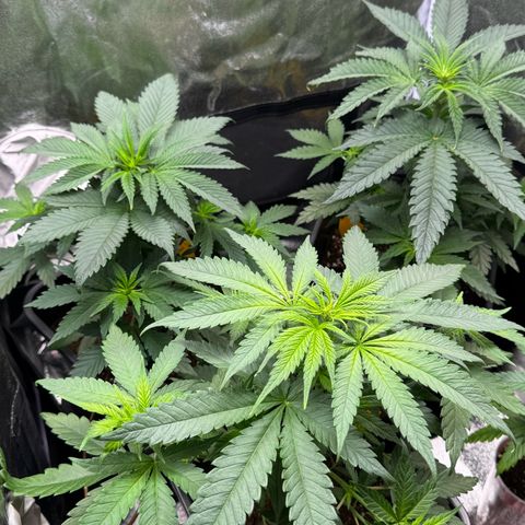 Wednesday growlog timeline photo