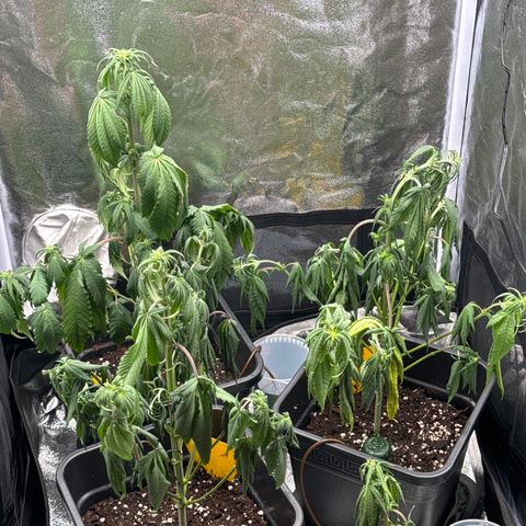 Wednesday growlog timeline photo