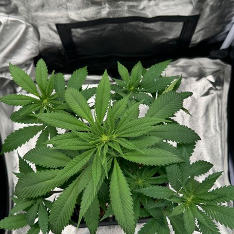 Wednesday growlog timeline photo