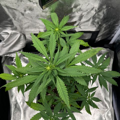 Alice  growlog timeline photo