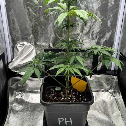 Polly  growlog timeline photo