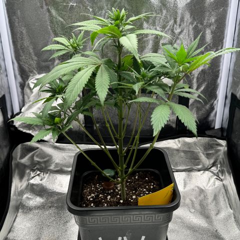 Wednesday growlog timeline photo