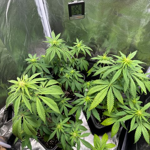 Wednesday growlog timeline photo