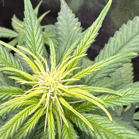 Alice  growlog timeline photo
