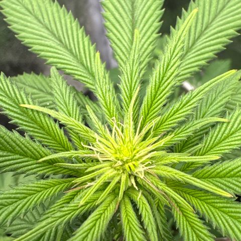 Wednesday growlog timeline photo