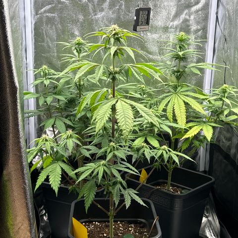Wednesday growlog timeline photo