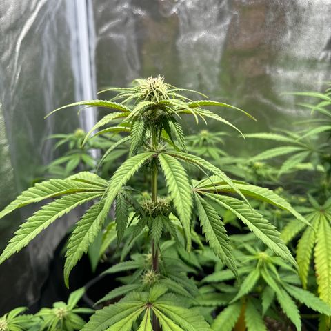 Polly  growlog timeline photo