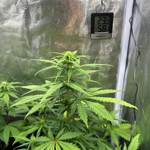 Alice  growlog timeline photo