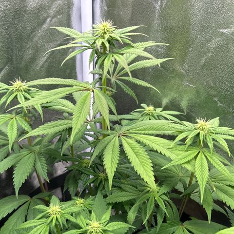 Wednesday growlog timeline photo