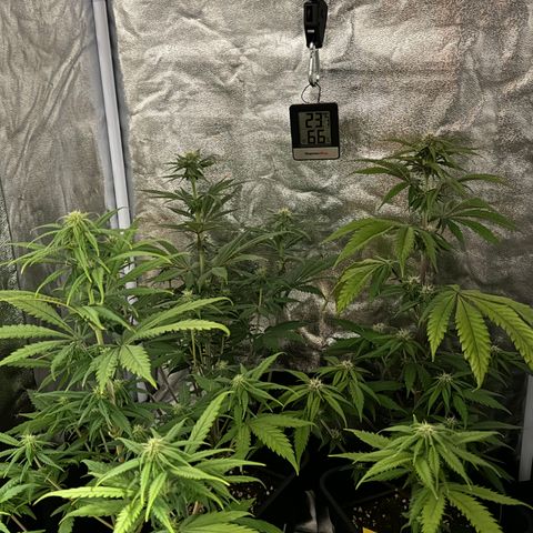 Wednesday growlog timeline photo