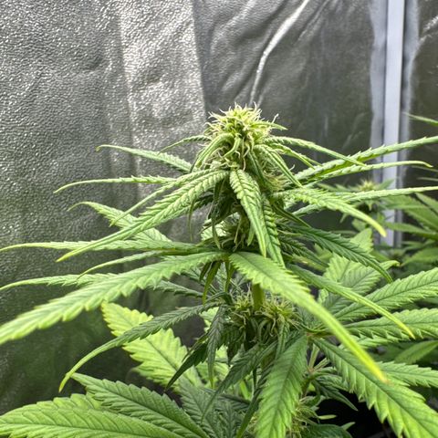 Alice  growlog timeline photo
