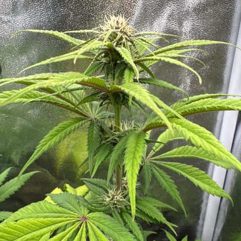 Polly  growlog timeline photo