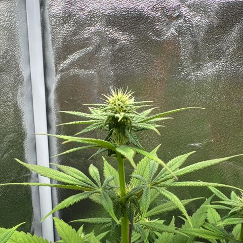 Wednesday growlog timeline photo