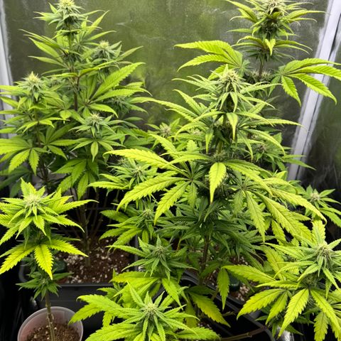 Wednesday growlog timeline photo