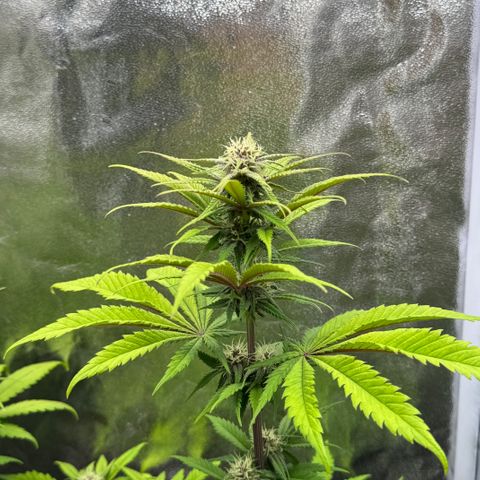 Polly  growlog timeline photo