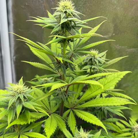 Wednesday growlog timeline photo