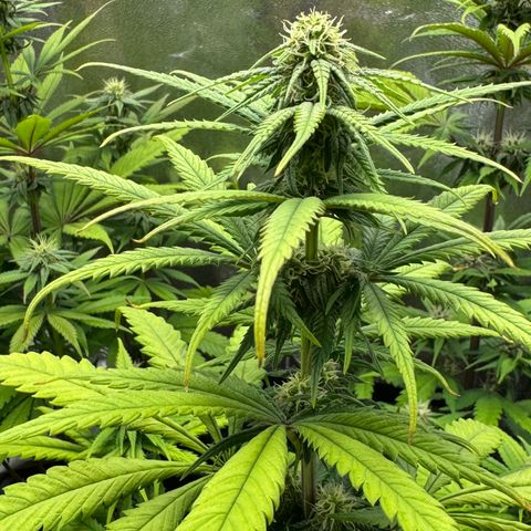 Alice  growlog timeline photo
