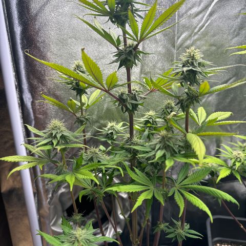 Wednesday growlog timeline photo