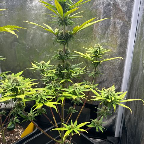 Alice  growlog timeline photo