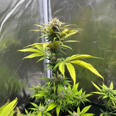 Polly  growlog timeline photo