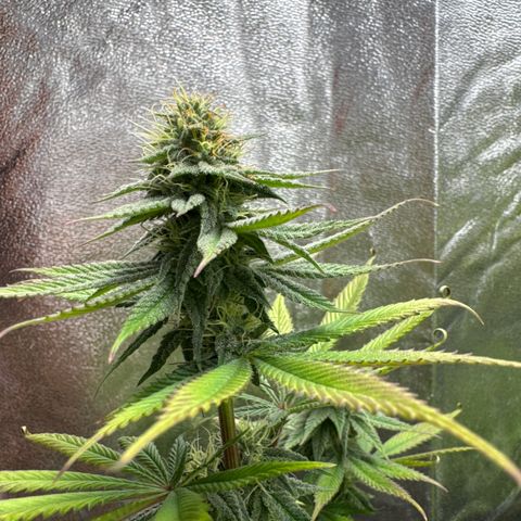 Wednesday growlog timeline photo