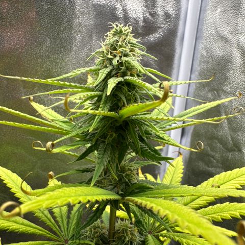Alice  growlog timeline photo