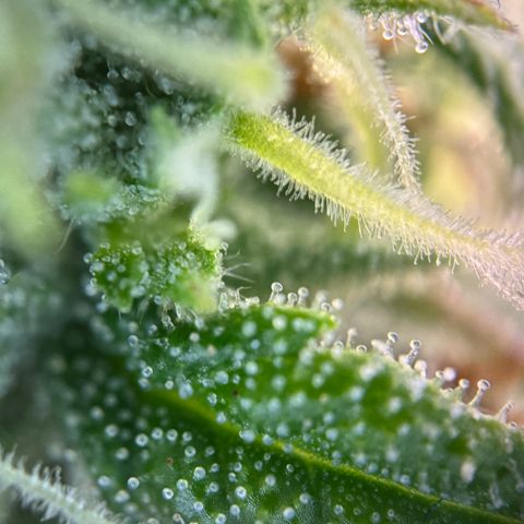 Alice  growlog timeline photo