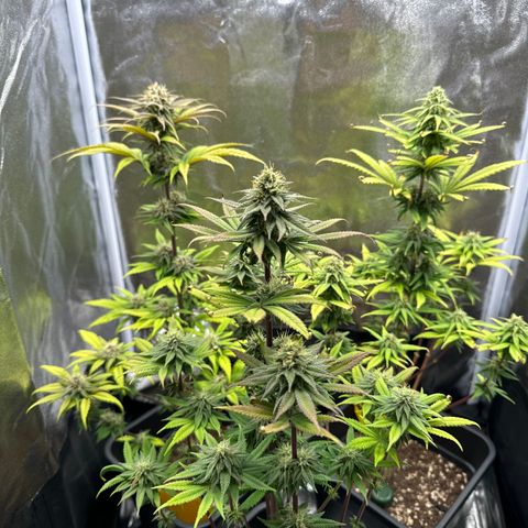 Wednesday growlog timeline photo