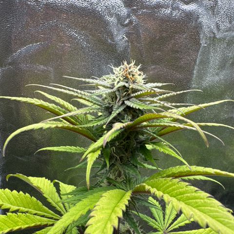 Polly  growlog timeline photo