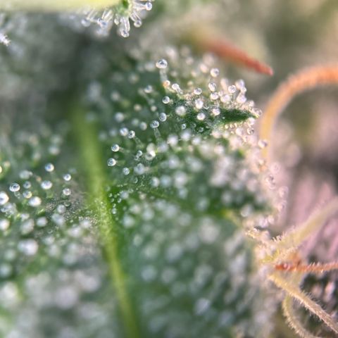 Wednesday growlog timeline photo