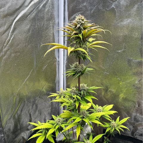 Polly  growlog timeline photo