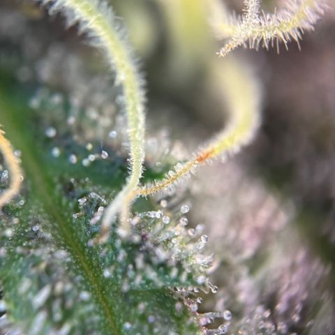 Polly  growlog timeline photo