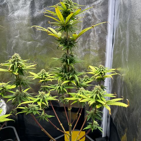 Alice  growlog timeline photo