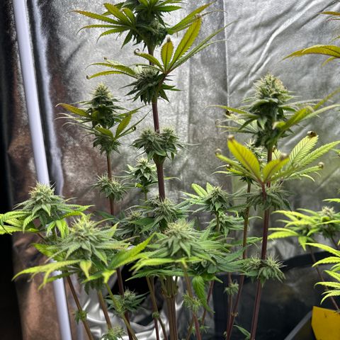 Wednesday growlog timeline photo