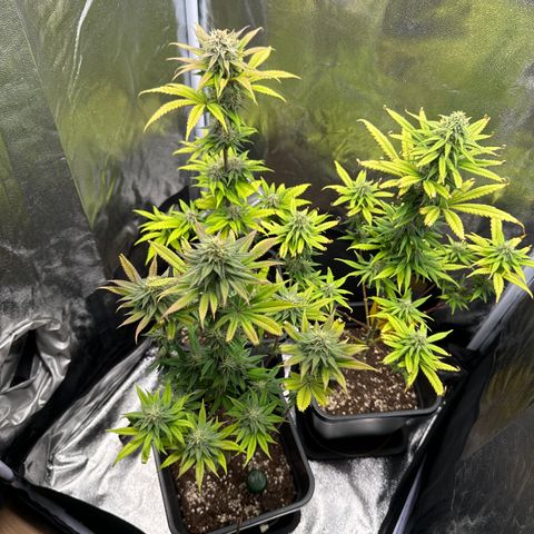 Wednesday growlog timeline photo