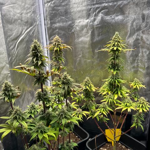 Wednesday growlog timeline photo